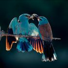 Blauracken beim snacken 