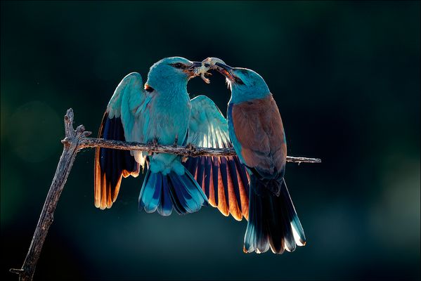 Blauracken beim snacken 