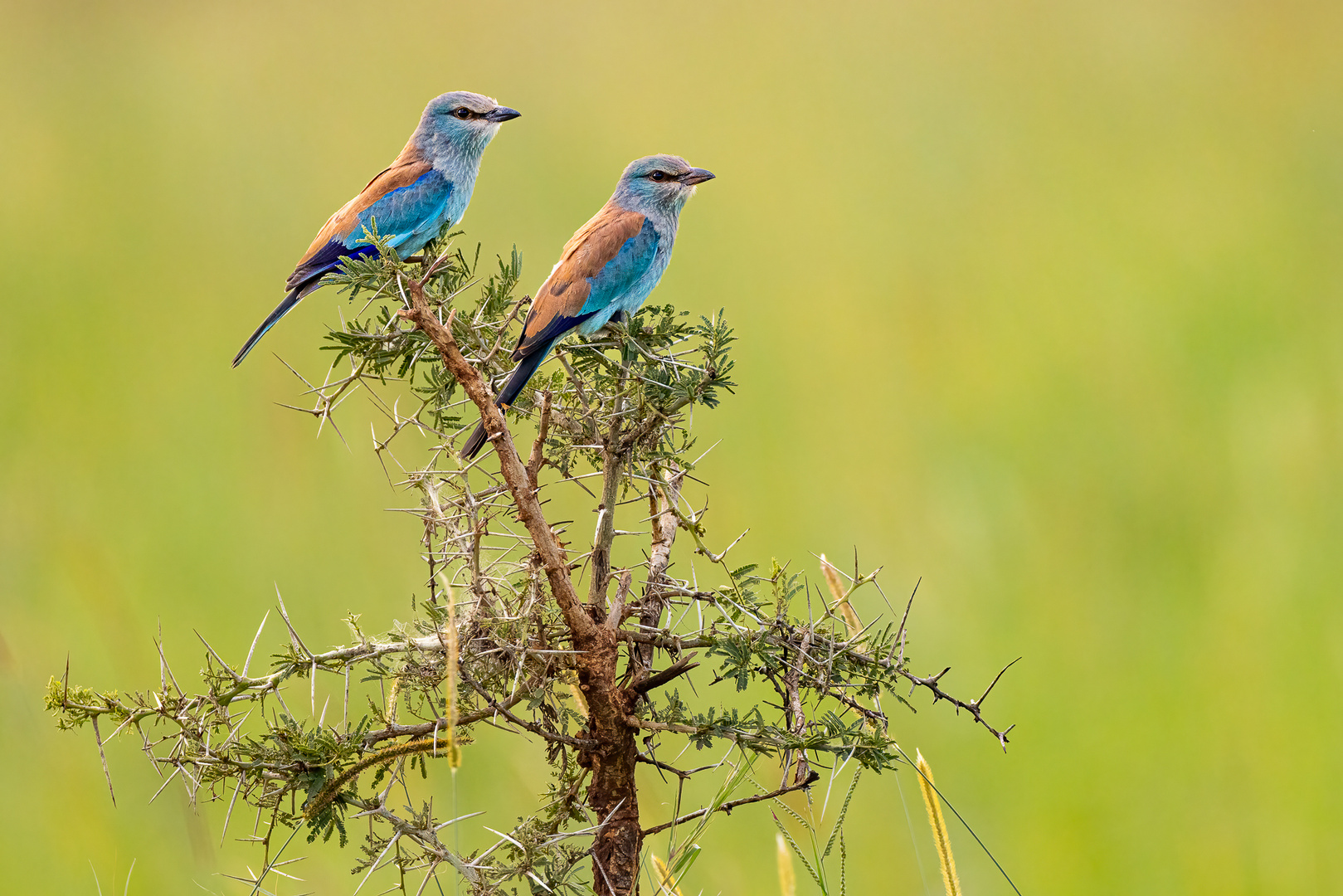 Blauracken - (European Roller)