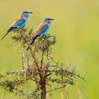 Blauracken - (European Roller)