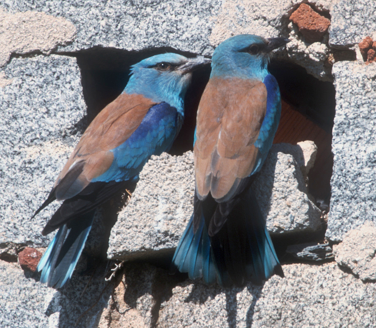  - BLAURACKEN  PAAR -  ( Coracias garrulus )