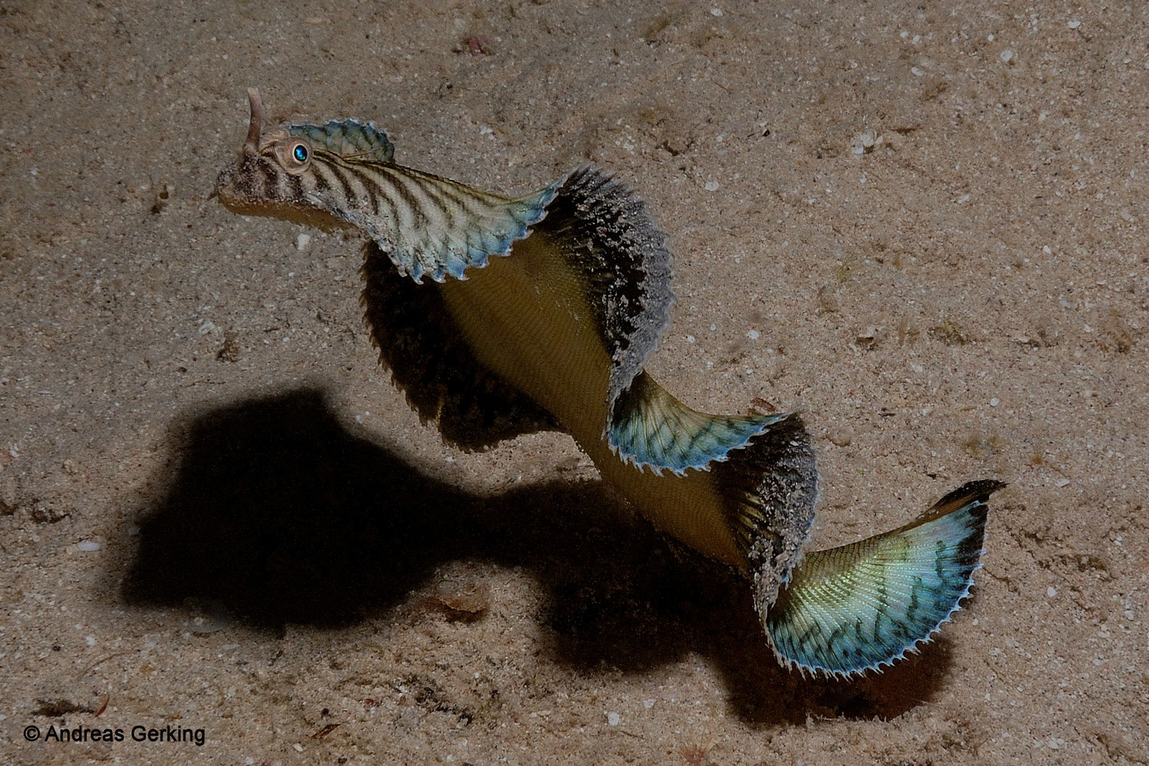 Blaurand-Seezunge (Soleichthys heterohinos)