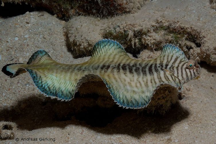 Blaurand-Seezunge (Soleichthys heterohinos) Teil 2