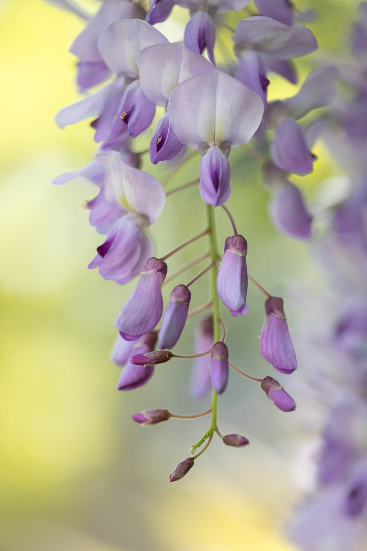 Blauregen Foto & Bild makro, natur, nahaufnahme Bilder auf