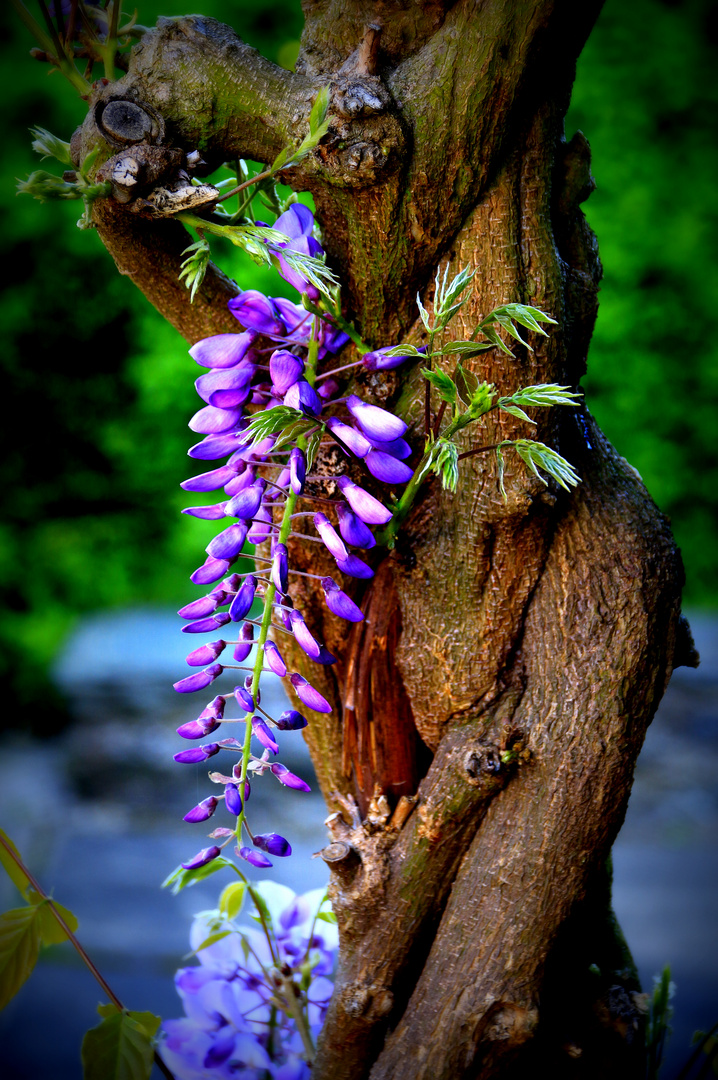 Blauregen Foto & Bild pflanzen, pilze & flechten, blüten