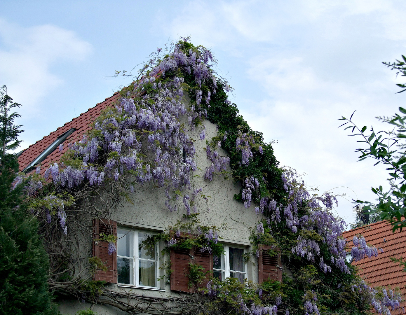 Blauregen gibt dem Haus eine chice Frisur, wie ich finde. ;-))