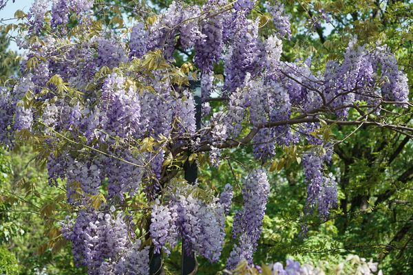 Blauregen - Glycinie