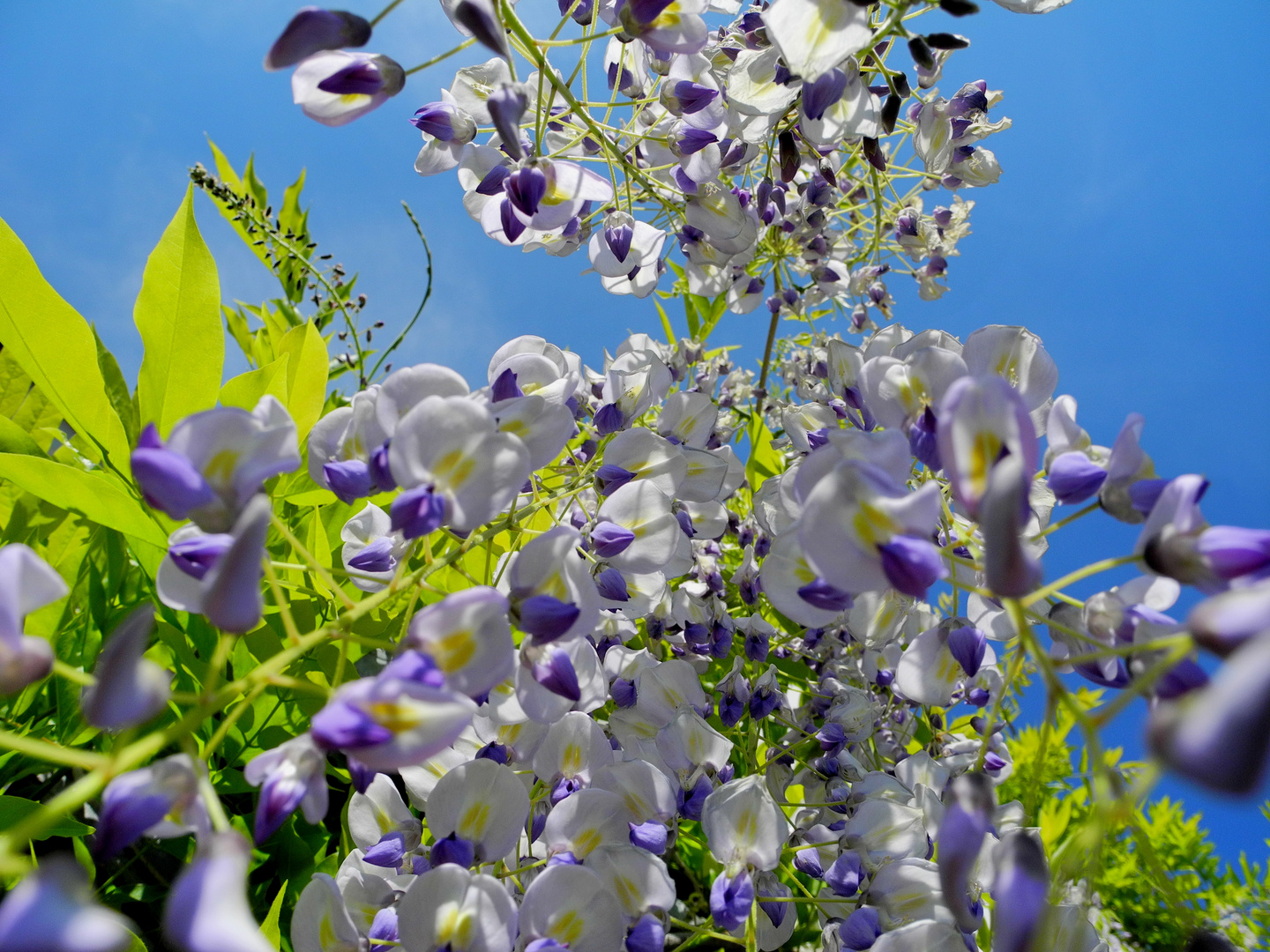 Blauregen im Garten