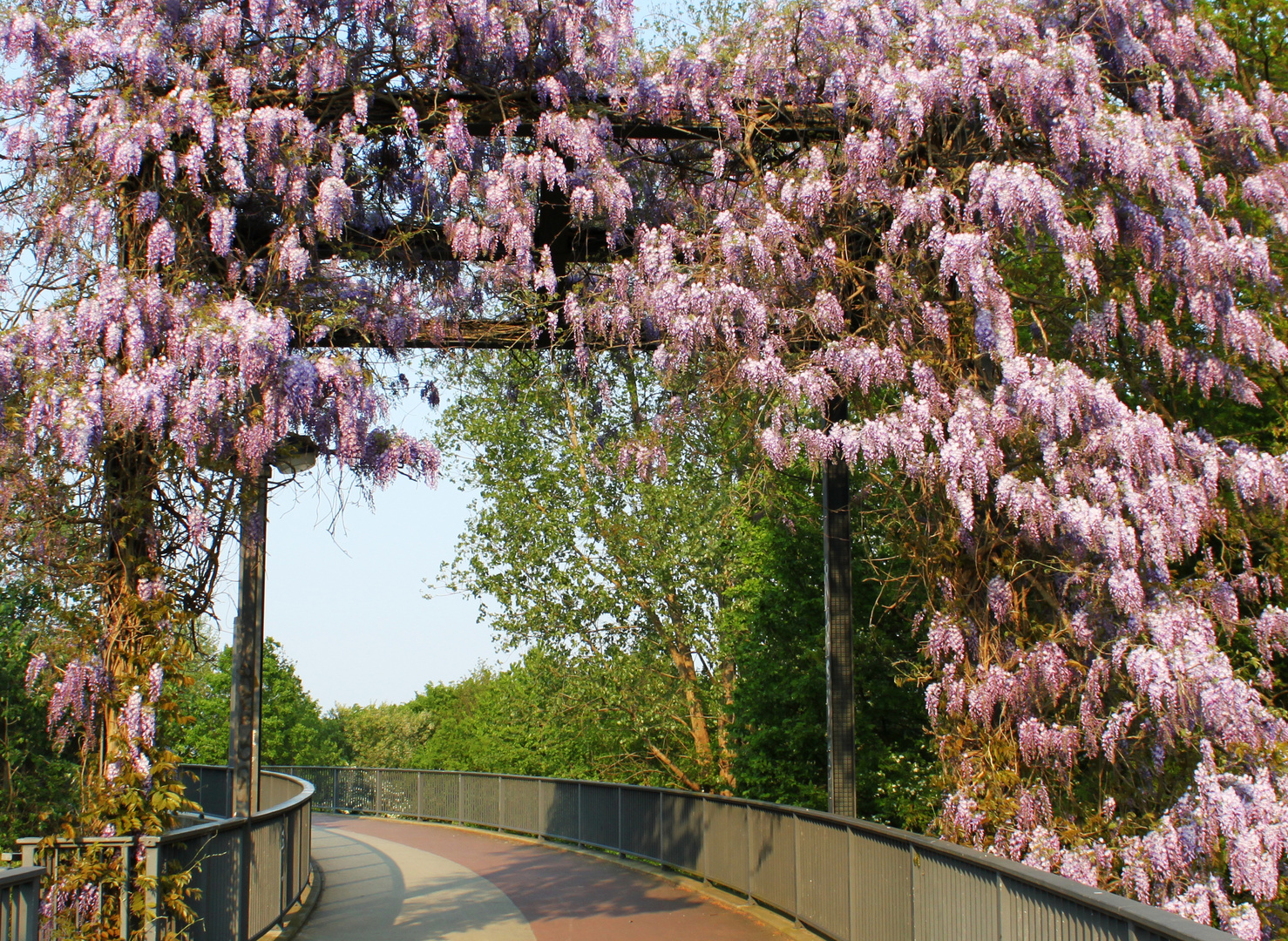 Blauregen in Bremen