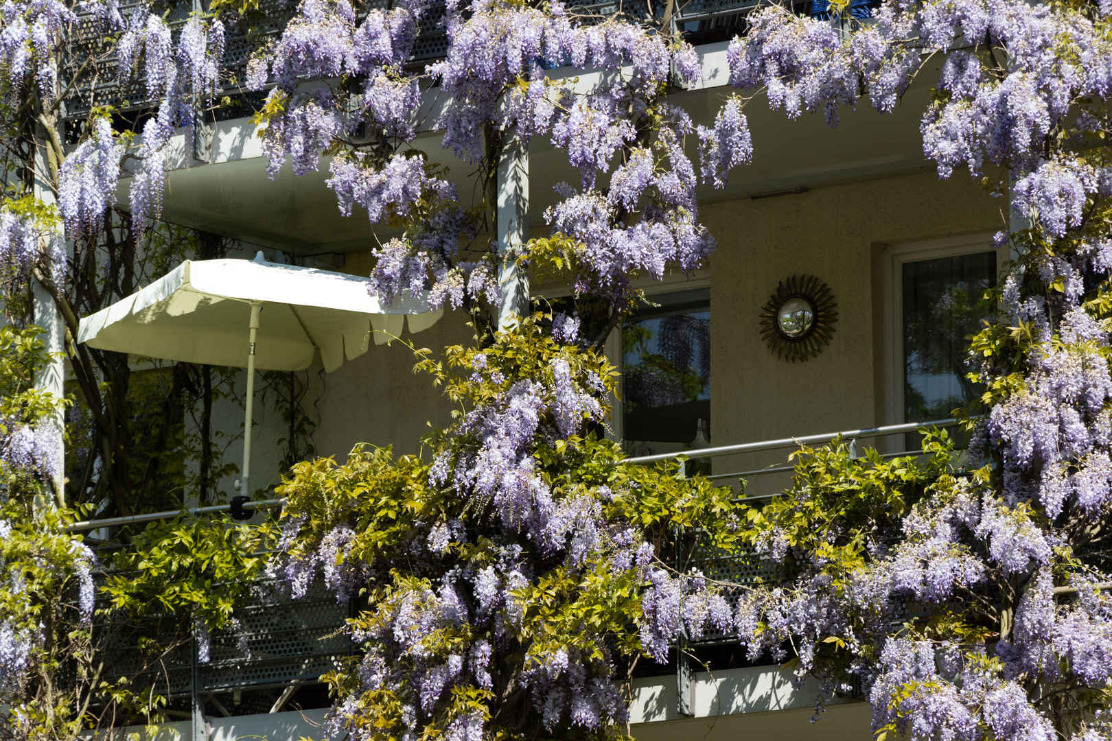 Blauregen in der Sonnenstadt Hamburg