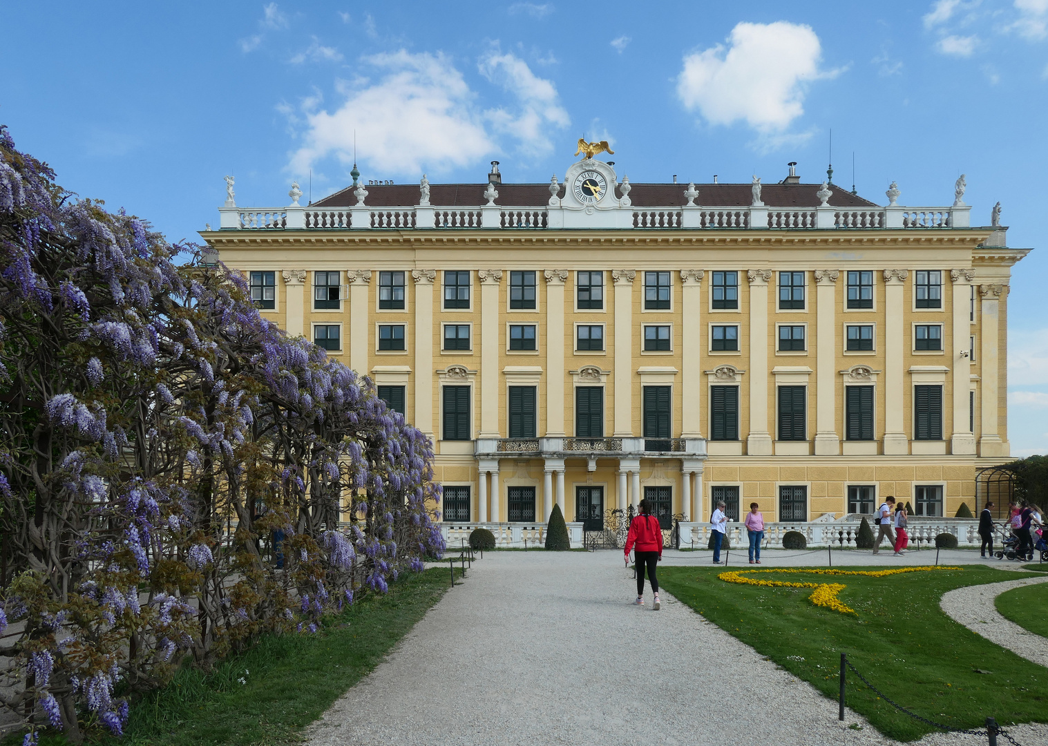 Blauregen in Schönbrunn