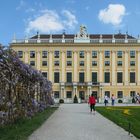 Blauregen in Schönbrunn