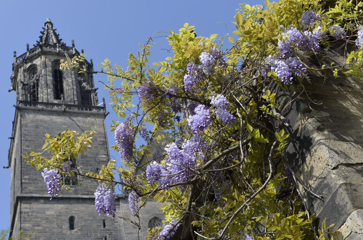 Blauregen mit Dom