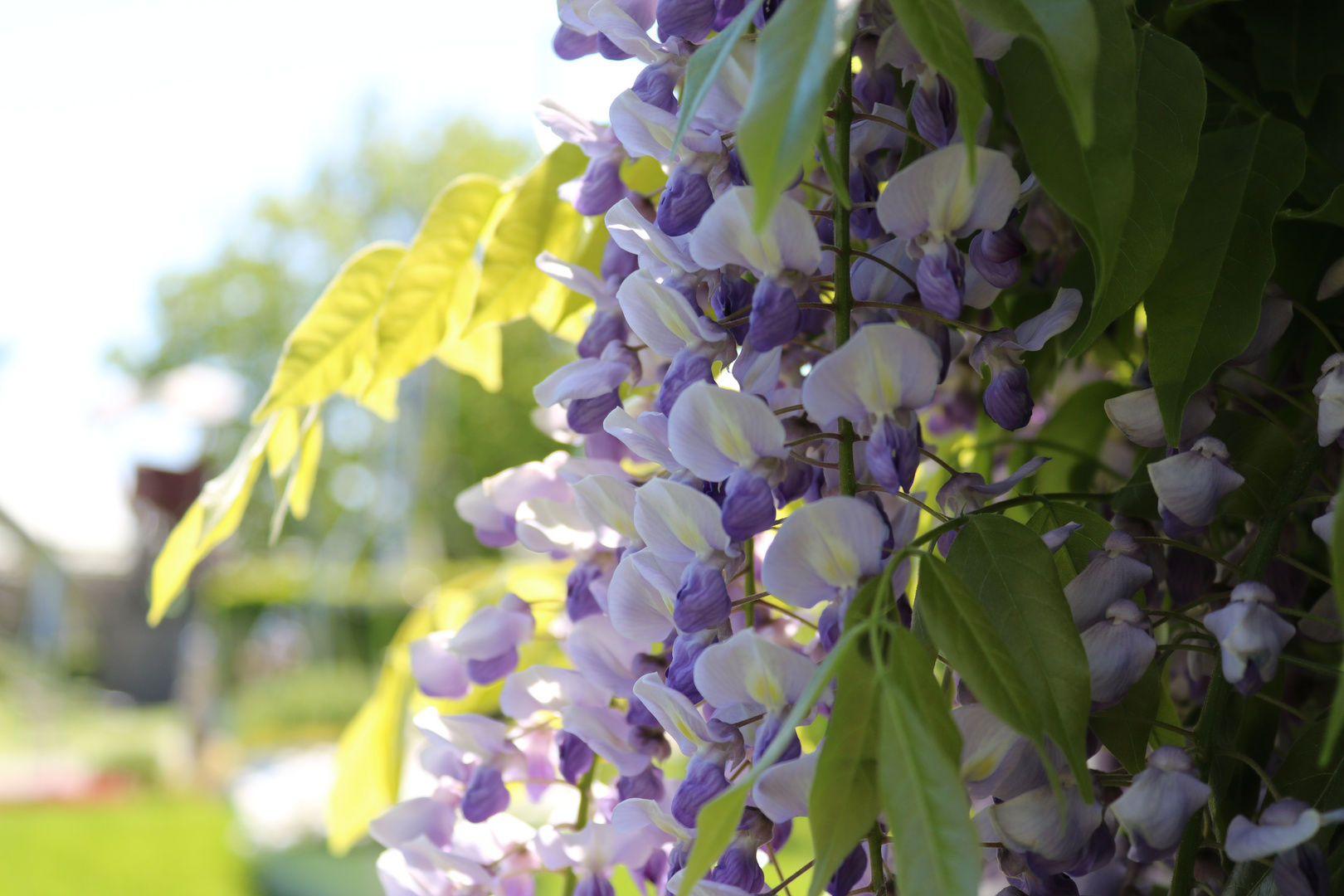 Blauregen [Wisteria]