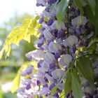 Blauregen [Wisteria]