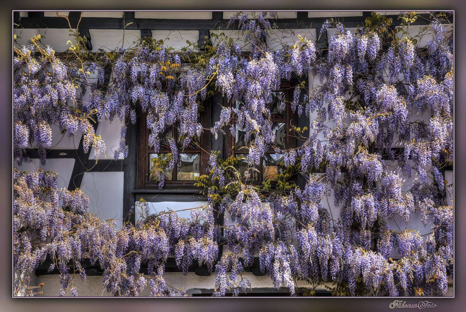 Blauregen (Wisteria)