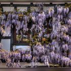 Blauregen (Wisteria)