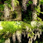 Blauregen / Wisteria