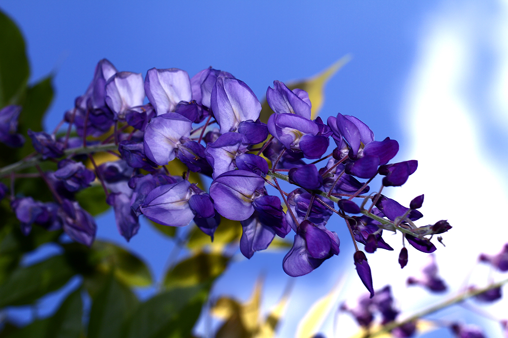 Blauregen (Wisteria)