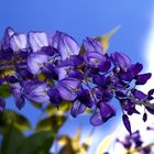 Blauregen (Wisteria)