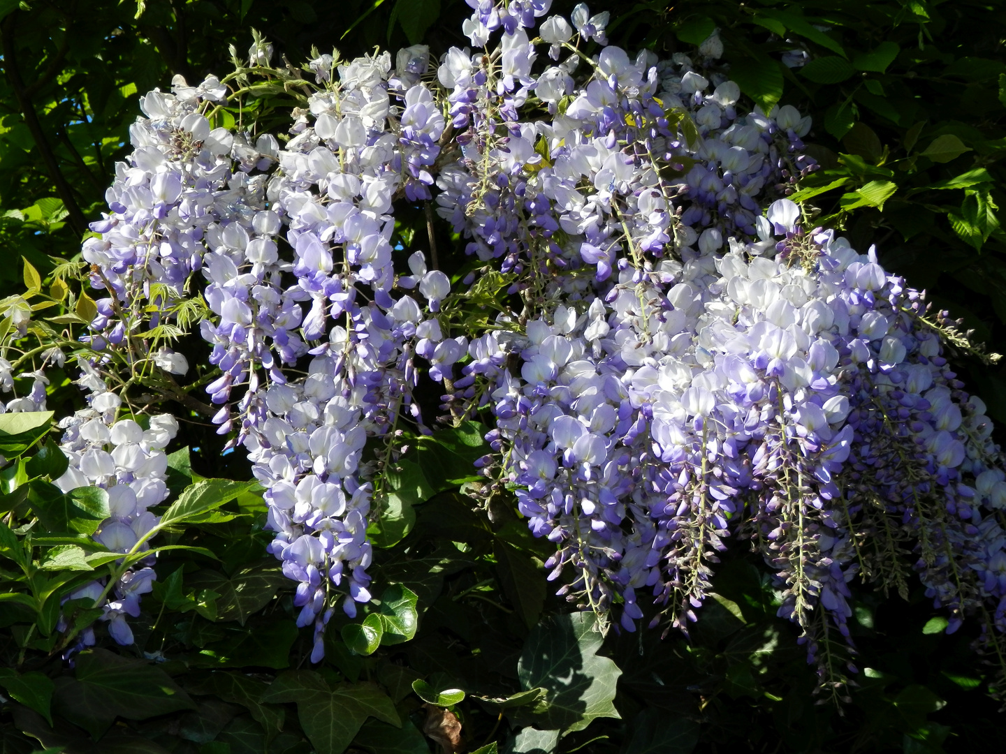 Blauregen (Wisteria) - ein wunderschöner blauer Schmetterlingsblütler