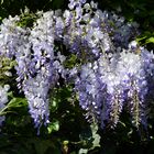 Blauregen (Wisteria) - ein wunderschöner blauer Schmetterlingsblütler