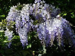 Blauregen (Wisteria) - ein wunderschöner blauer Schmetterlingsblütler