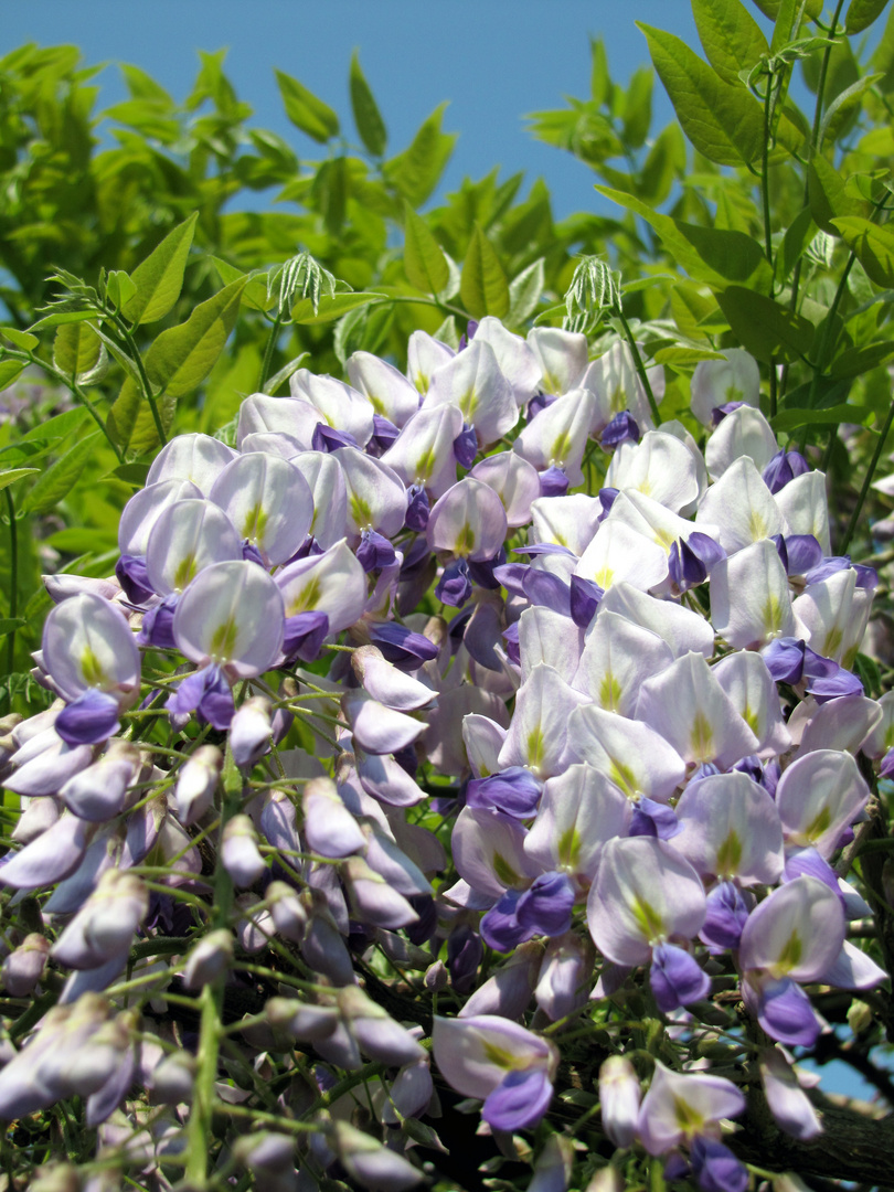 Blauregen (Wisteria)