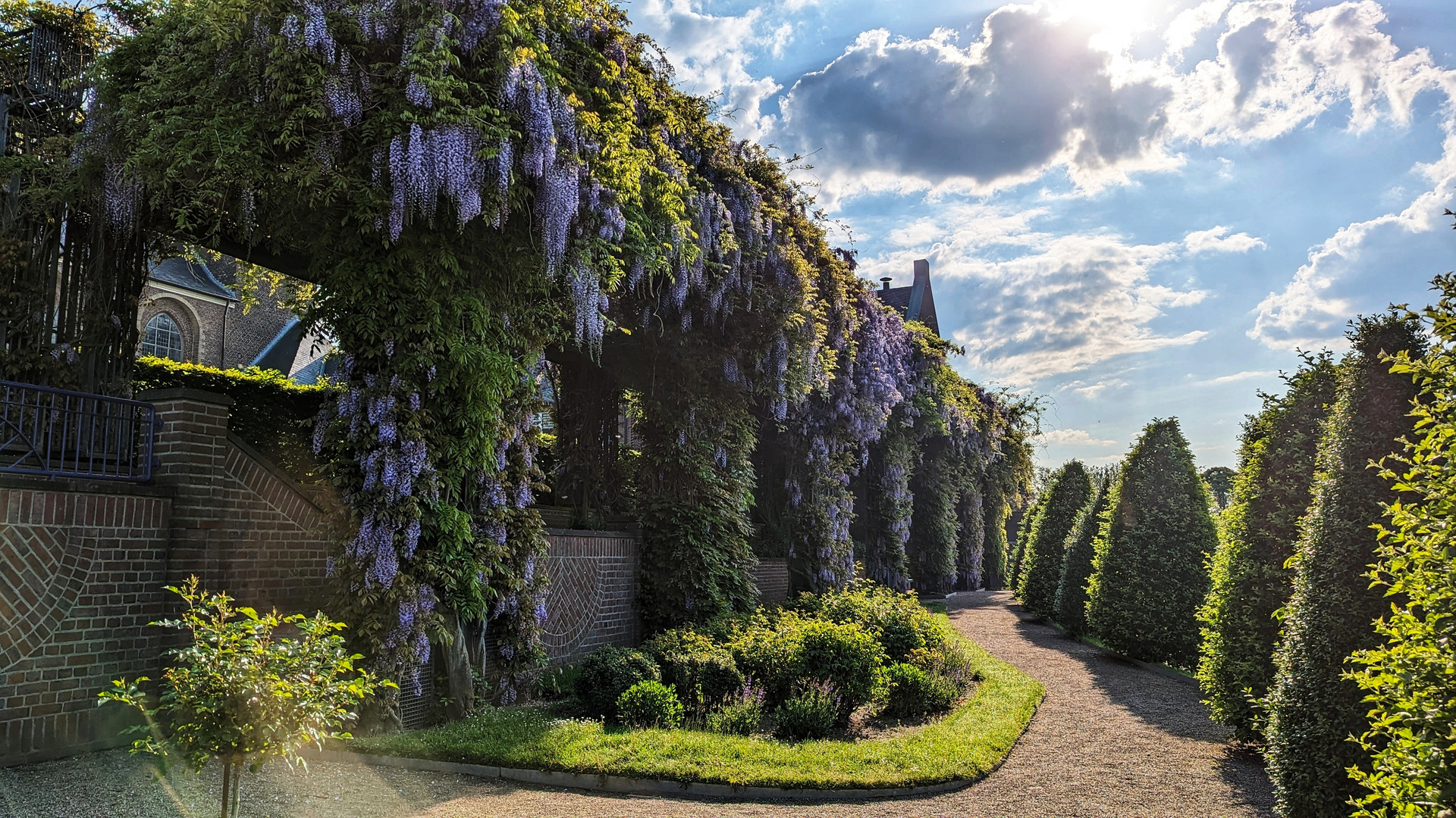 Blauregenblüte