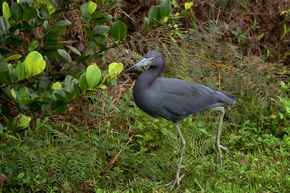 Blaureiher