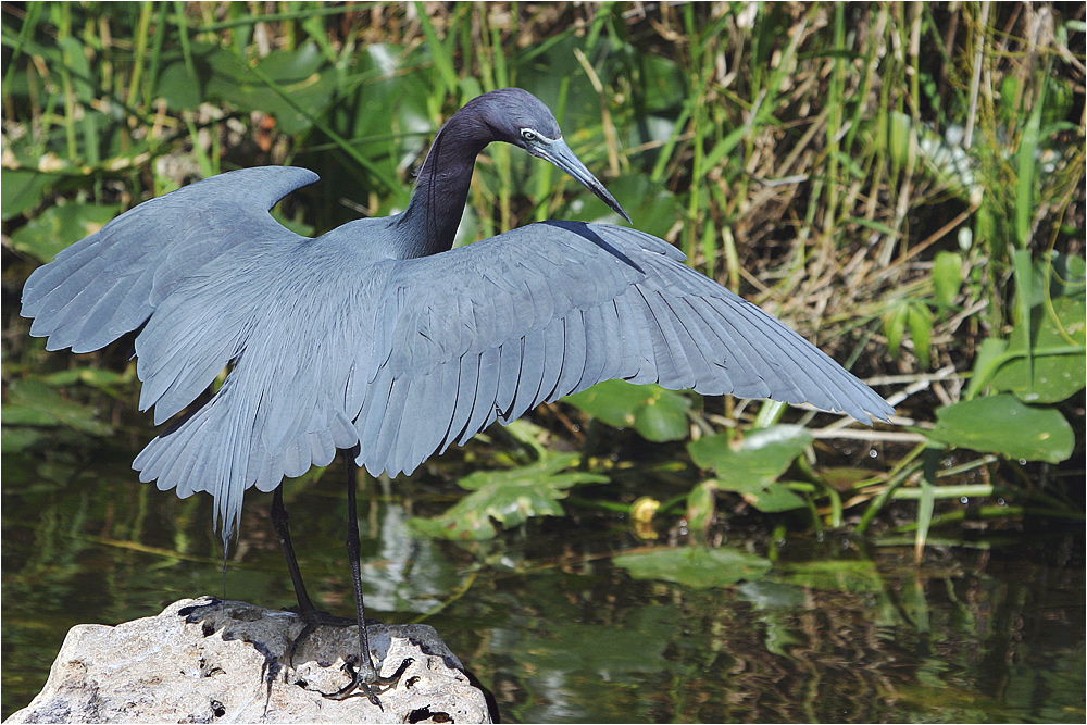 Blaureiher