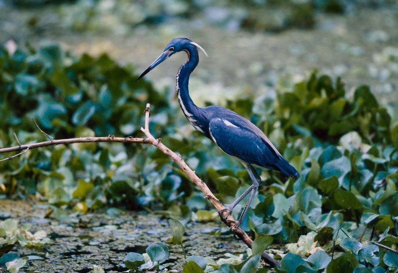 Blaureiher Foto & Bild | tiere, wildlife, wild lebende vögel Bilder auf