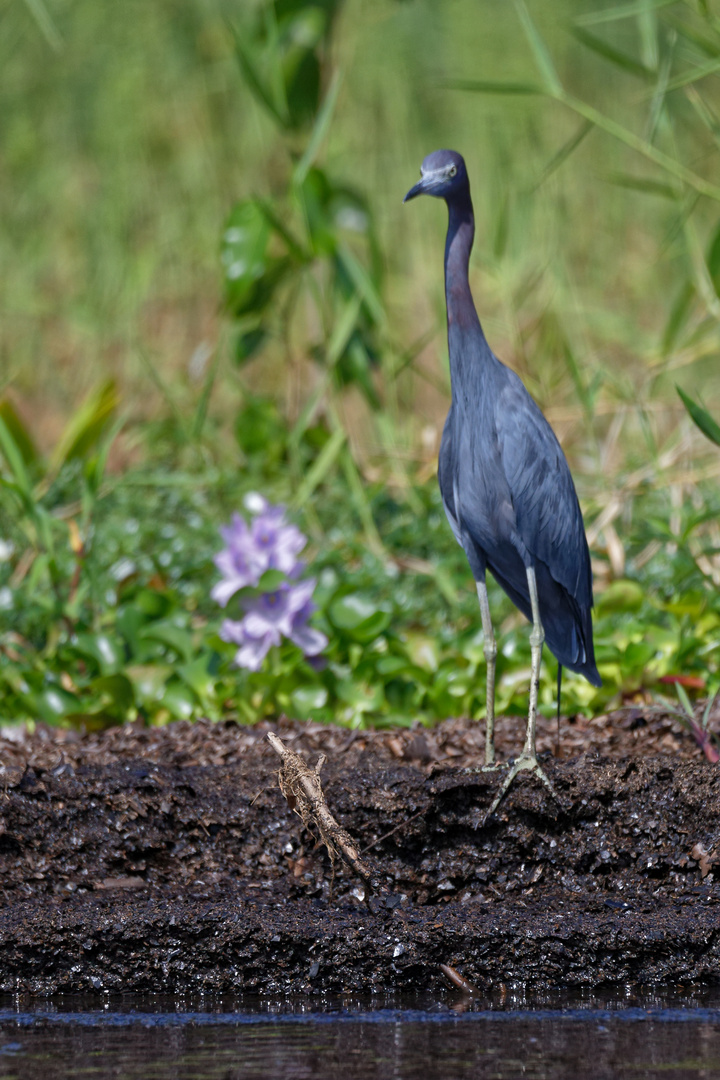 Blaureiher