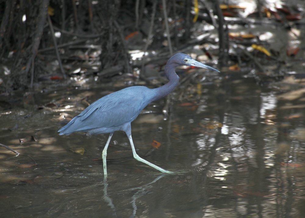 Blaureiher