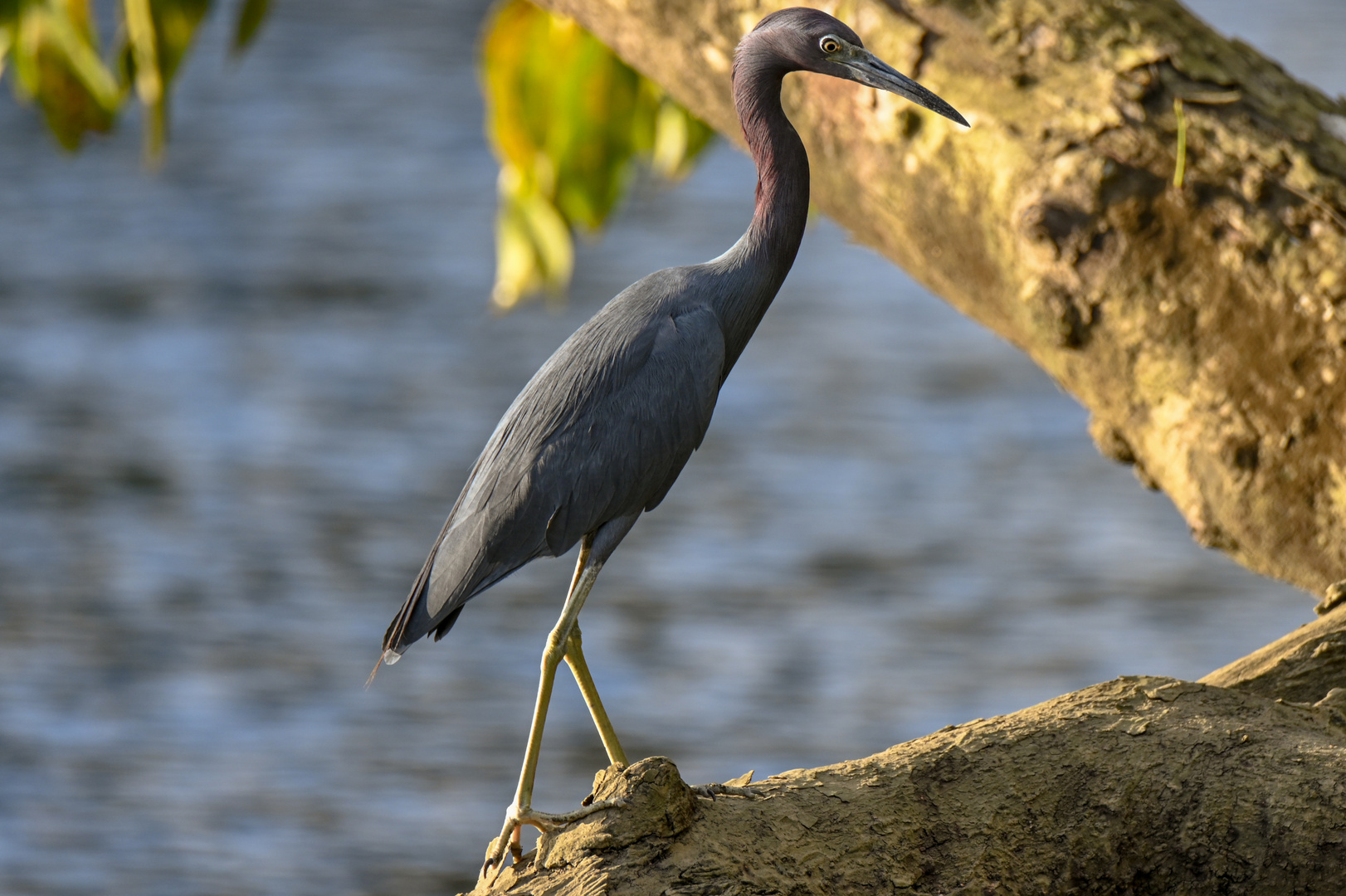 Blaureiher