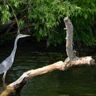 Blaureiher an der Havel