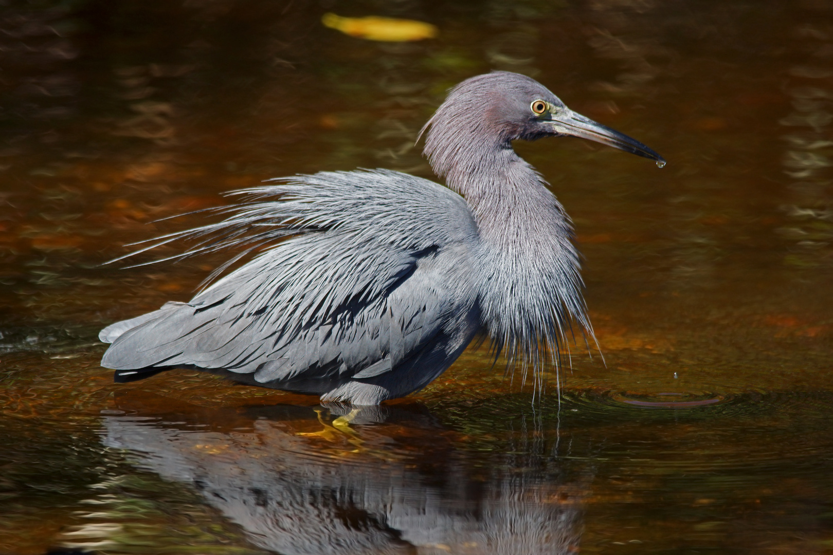 Blaureiher auf der Jagd