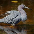 Blaureiher auf der Jagd