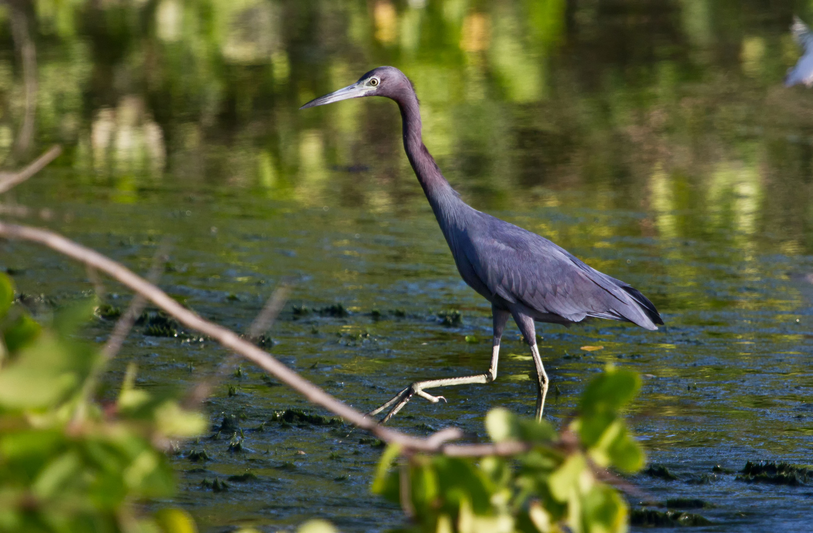 Blaureiher