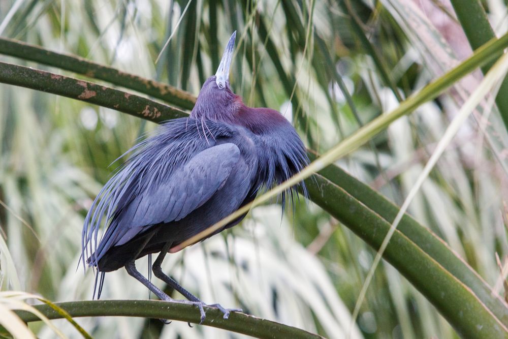 Blaureiher Foto & Bild | tiere, natur Bilder auf fotocommunity