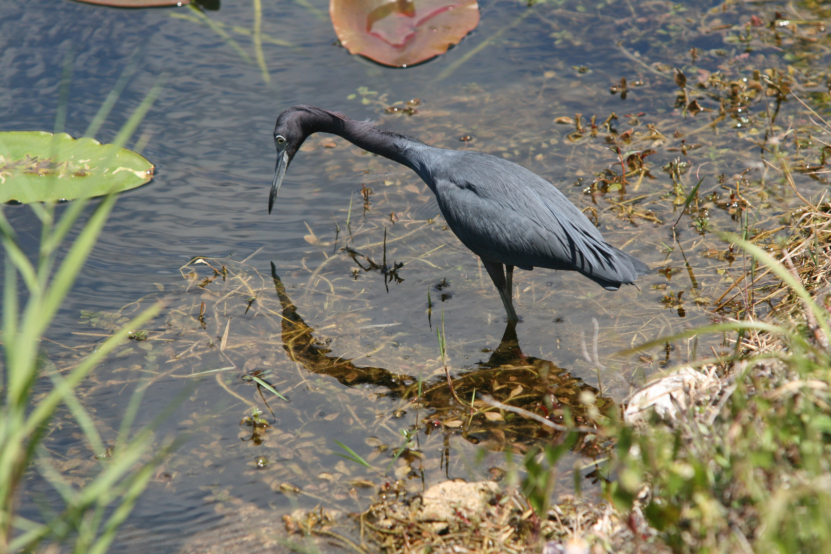 Blaureiher