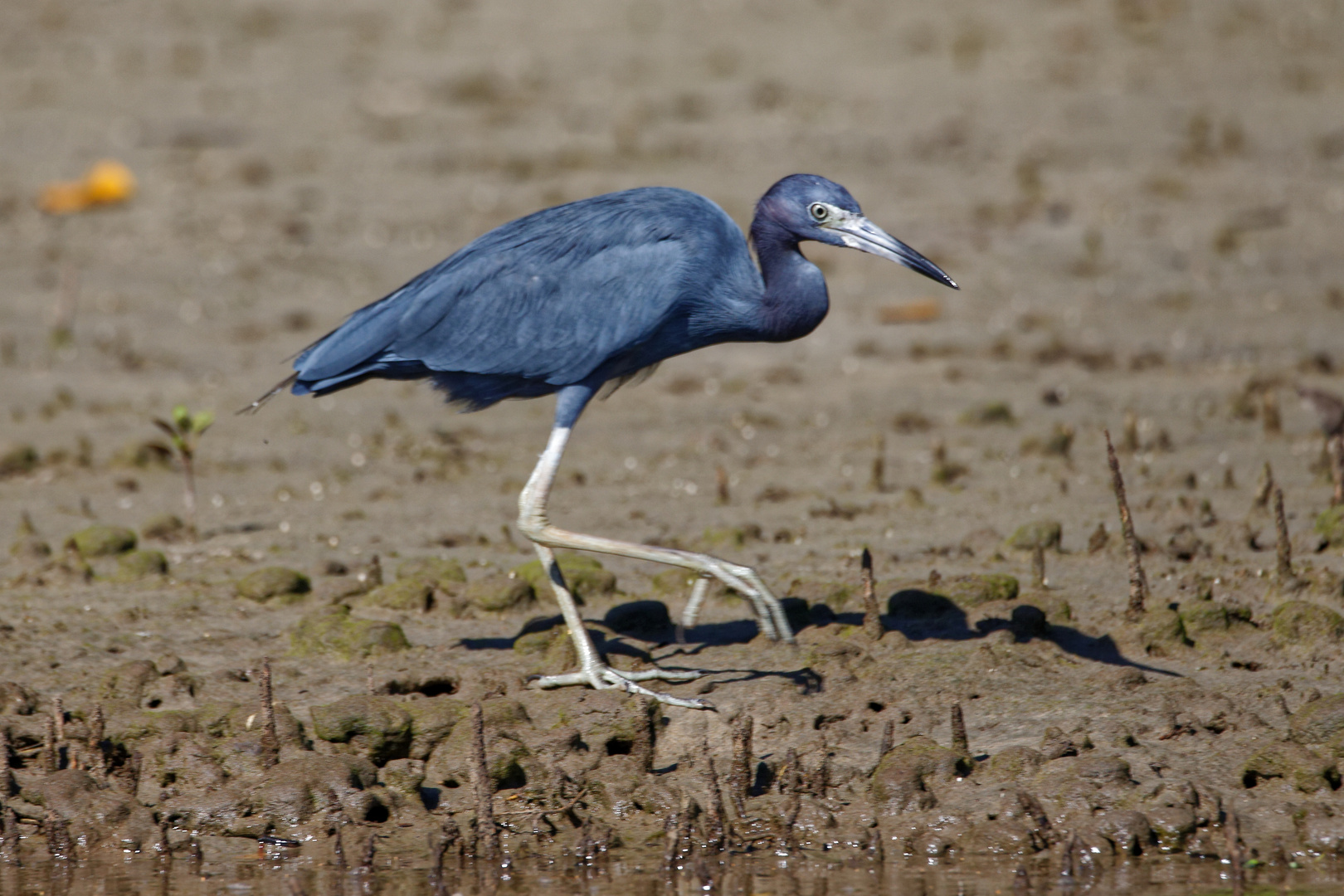 Blaureiher