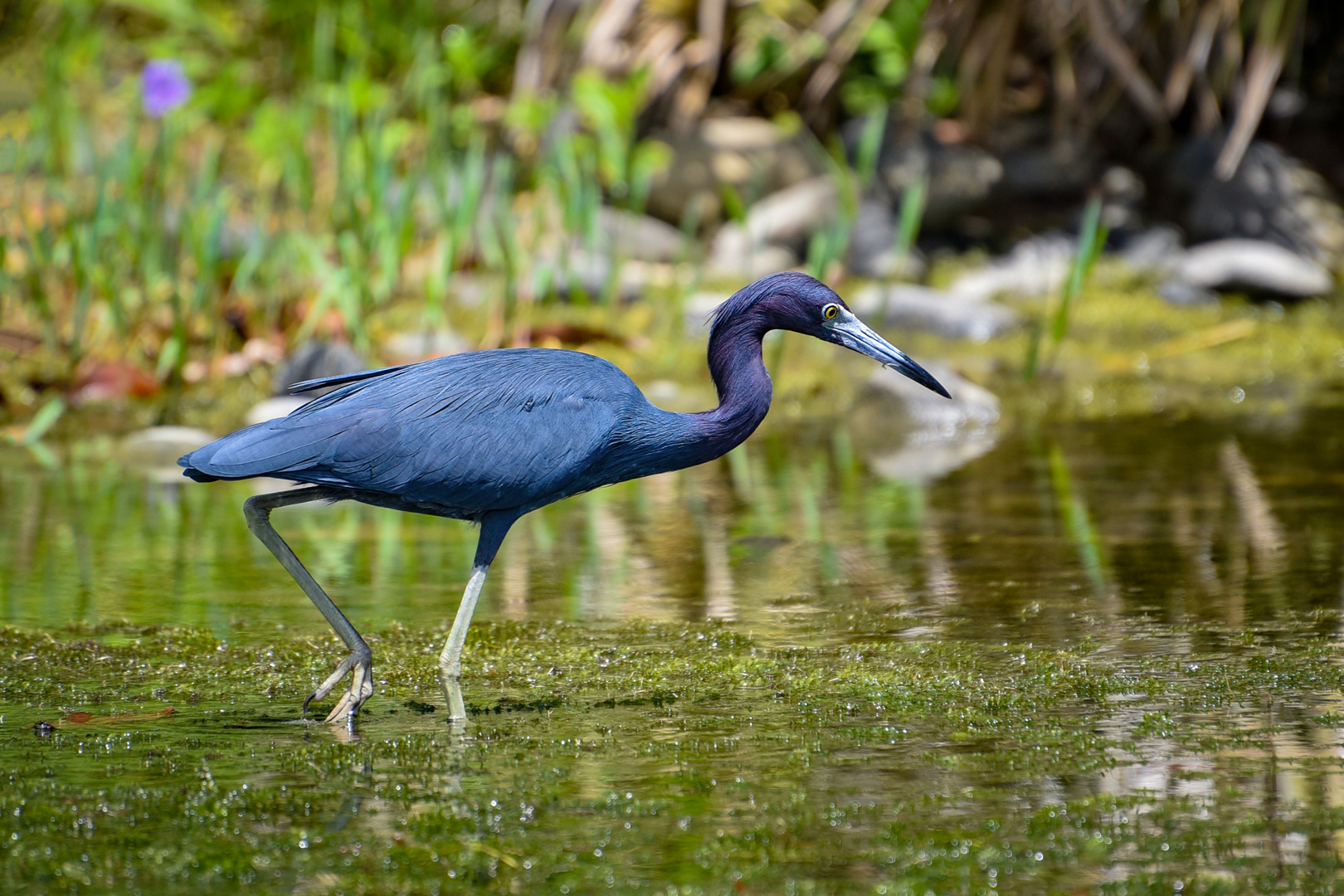 Blaureiher