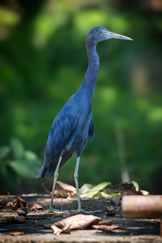 Blaureiher Foto & Bild | tiere, wildlife, wild lebende vögel Bilder auf