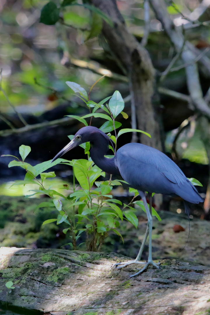 Blaureiher ( Egretta caerulea )