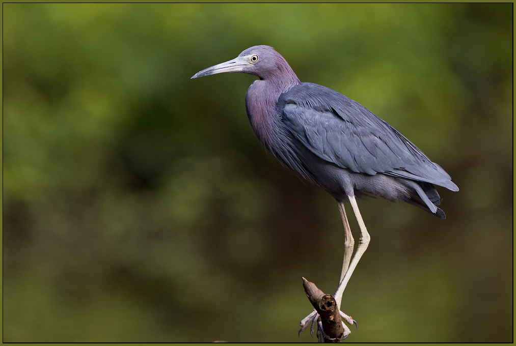 Blaureiher (Egretta caerulea)