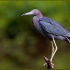 Blaureiher (Egretta caerulea)