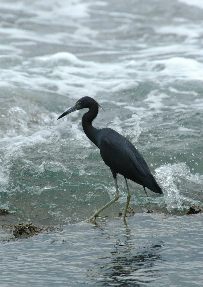 Blaureiher ( Egretta caerulea )