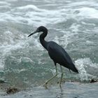 Blaureiher ( Egretta caerulea )