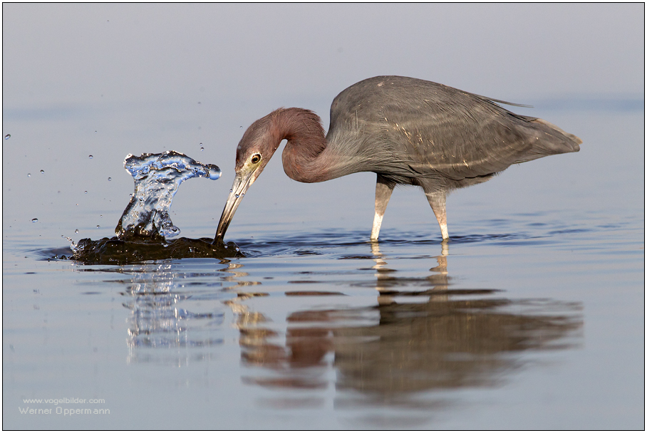 Blaureiher (Egretta caerulea) Little Blue Heron